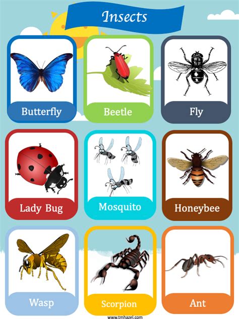 17 Insect Flashcards 2 Insect Wall Posters For Preschool Kindergarten