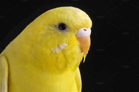 It Was All Yellow ~ Animal Photos On Creative Market