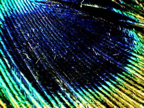 Peacock Feather 04 Flickr Photo Sharing