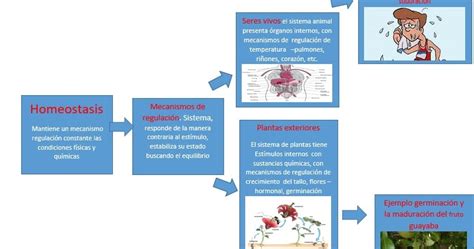 Biologia Mapa Mental Homeostasis