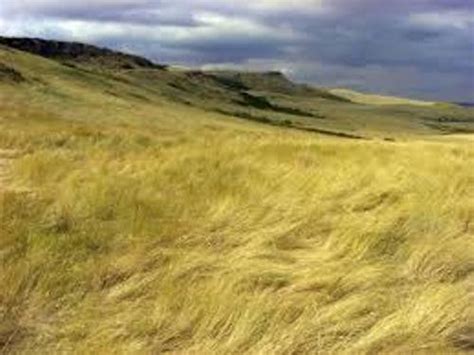 10 Interesting Temperate Grasslands Facts My Interesting Facts