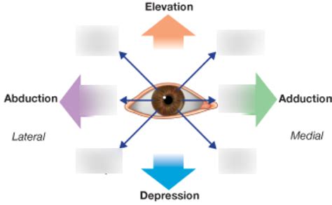 Movements Of Extraocular Muscles Diagram Quizlet