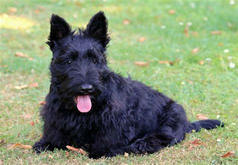 Scottish Terrier Puppies For Sale Akc Puppyfinder