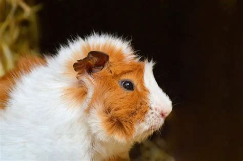 Unhappy Guinea Pig Noises What Do They Mean Hutch And Cage