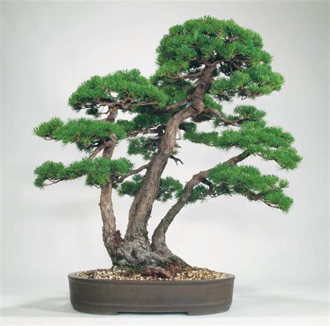 Here's a list of common types & styles. Bonsai Styles | Bonsai Tree Gardener