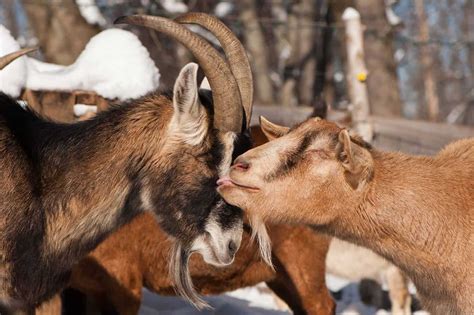 7 Dairy Goat Breeds That Make The Best Homestead Milking Goat Outdoor Happens