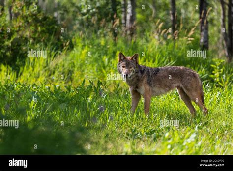 Gray Wolf In Northern Wisconsin Stock Photo Alamy