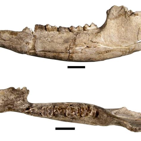 Ventral View Of The Cranium Of Bootherium Bombifrons Smu 77689 From