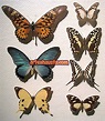 Tipi di nomi di farfalle - 25 immagini di specie di farfalle più colorate