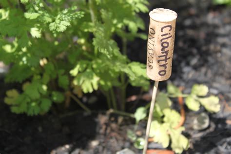Industrious Justice How Wine Cork Garden Markers