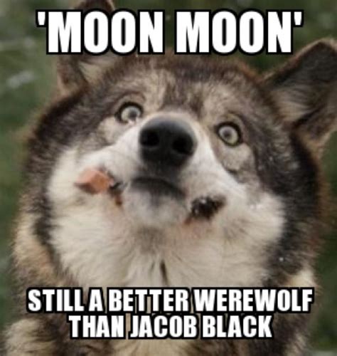 45 Very Funny Wolf Meme Pictures That Will Make You Laugh