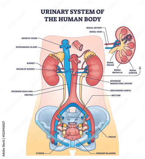 Aggregate 149 Draw A Well Labelled Diagram Seven Edu Vn