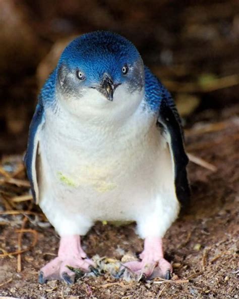 Little Blue Penguins Are The Smallest Penguins In The