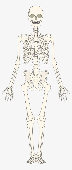 Clipart Black And White Stock Bones Vector Human Bone Skeletal System