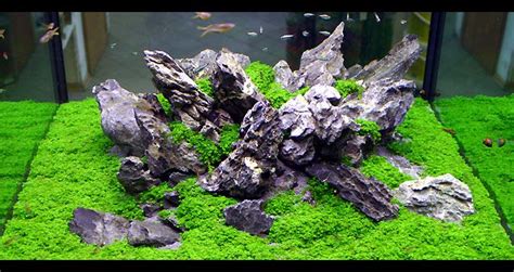 Guten tag lieber gast, um »aquascaping forum« vollständig mit allen funktionen nutzen zu können, solltest du dich erst registrieren. Oliver Knott, Aquariumdesigner, Weltmeister Aquascaping ...