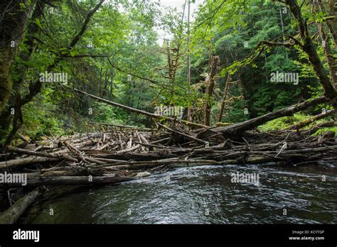 Log Jam Hi Res Stock Photography And Images Alamy