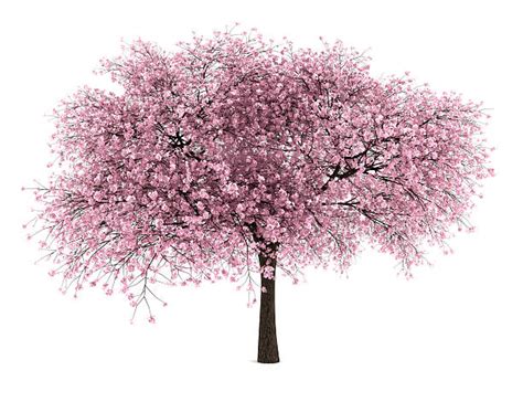 Royalty Free Cherry Tree Pictures Images And Stock Photos Istock