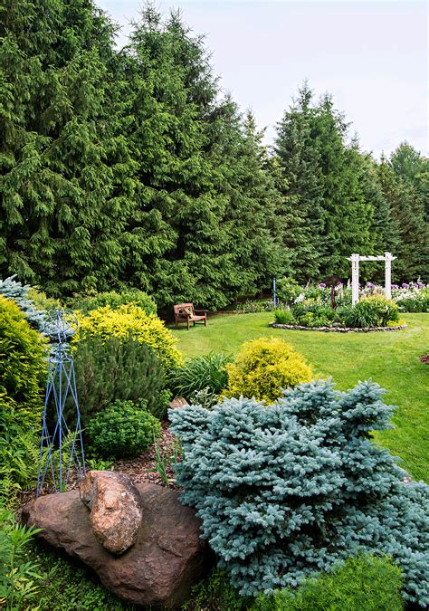 10 Outstanding Evergreen Trees For Privacy Better Homes