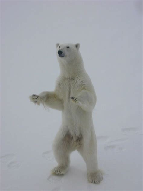 Gallery Stunning Photos Of Polar Bears In The Arctic Live Science