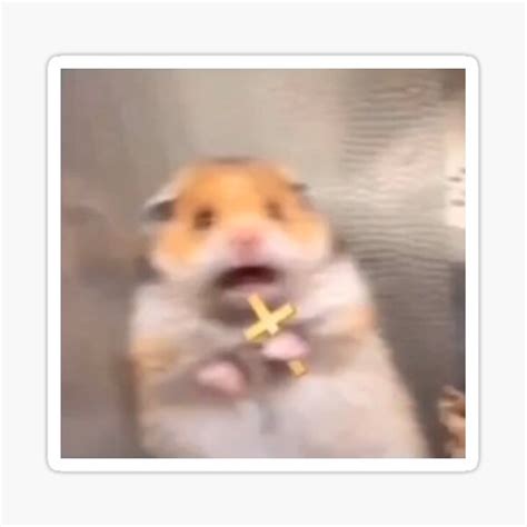 Scared Hamster With Cross Ubicaciondepersonascdmxgobmx