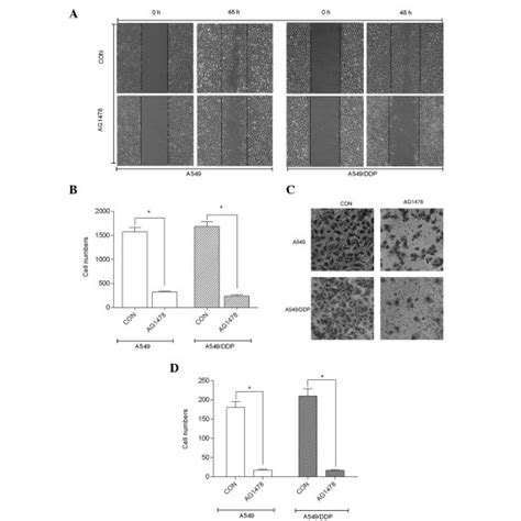 Effect Of Ag On Tumor Cell Migration And Invasion Of Control And