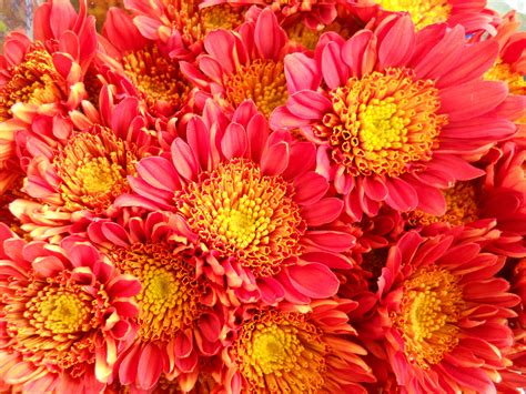 11 Types Of Chrysanthemum And How To Care For Them Homida