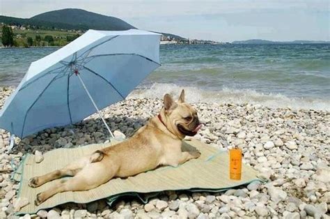 28 Dogs Feeling Fabulous At The Beach Funny Animals Pets Cute Animals