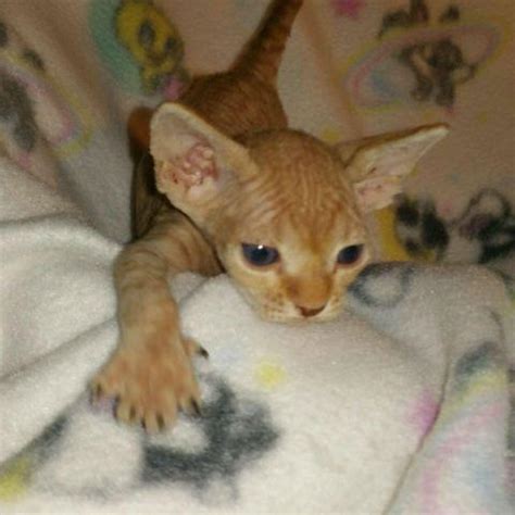 Some friends of mine always knew i wanted a hairless cat and got him as a rescue for cheap. Sphynx male Orange kitten for Sale in Phoenix, Arizona ...
