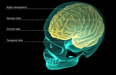 De Pariëtale Kwab Van Je Hersenen Verwerkt Sensorische Informatie