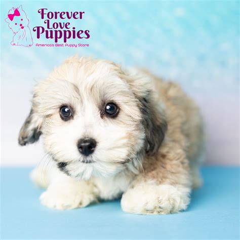 Havachon Puppies For Sale Forever Love Puppies
