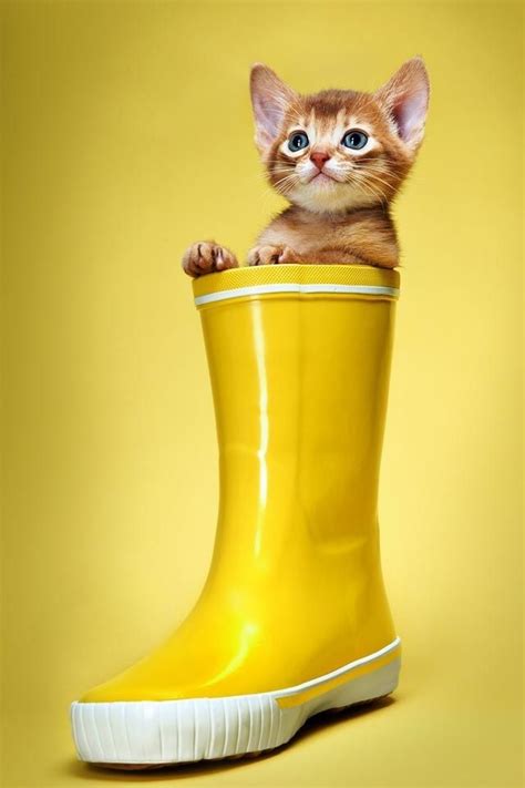 A Small Kitten Sitting In A Yellow Rubber Boot