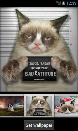 Free Download Download Grumpy Cat Wallpaper For Android By Ecofield Software X For Your