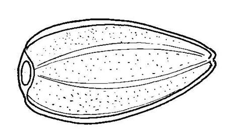 Some seeds fell along the path and the birds came and ate it up. Free coloring pages of germination of seeds - jeffersonclan