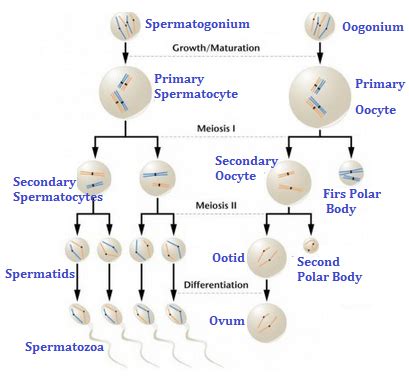 Buatlah Skema Spermatogenesis Dan Oogenesis Hot Sex Picture