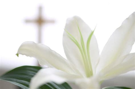 Funeral Background Png 10 Free Cliparts Download Images On Clipground