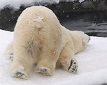 Polar Bear Anatomy And Physiology: Everything You Need To Know