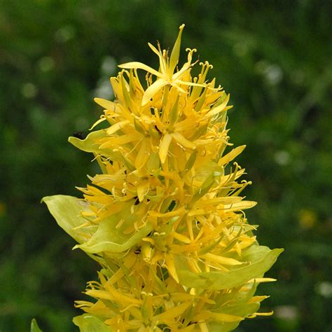 European Wild Flower Gentiana Lutea Great Yellow Gentian