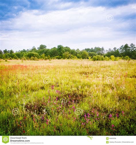 Spring Landscape With Meadow And Forest In The Morning Stock Photo