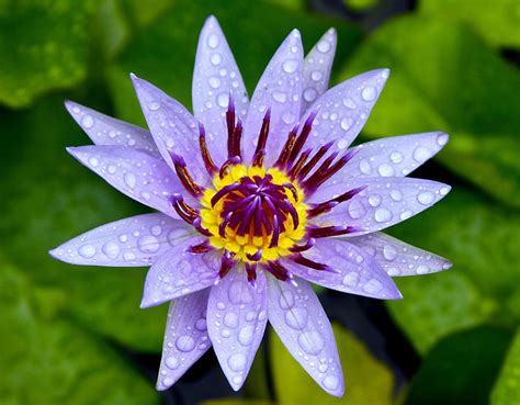 Purple Water Lily Photograph By Venetia Featherstone Witty Fine Art