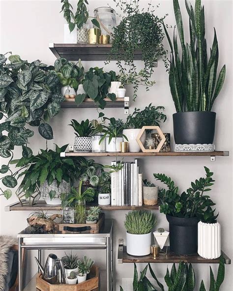 445 Best Indoor Plants And Arrangements Images On Pinterest