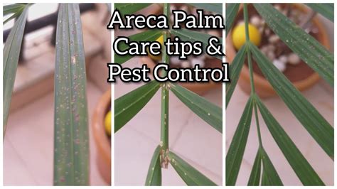 Care Tips For Areca Palm Pest Control On Areca Palm Diy With Rj
