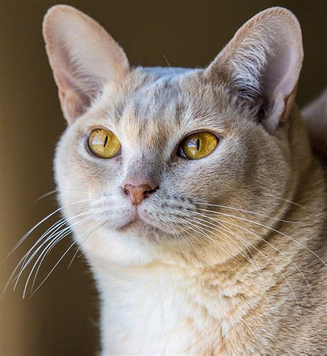 Expect him to explore your home thoroughly and know all of its nooks and crannies. The Burmese Cat - A Complete Guide To The Breed