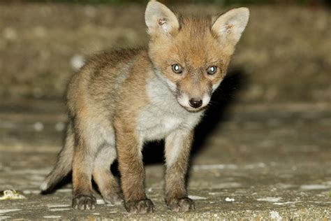 Fox Cubs Pure And Simple Everything Is Permuted