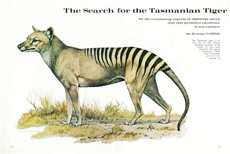 Tasmanian tiger | Thylacine, Tasmanian tiger, Tasmanian