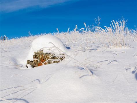 Rocky Tundra Hill Snow Covered Winter Wonderland Stock Photo Image Of