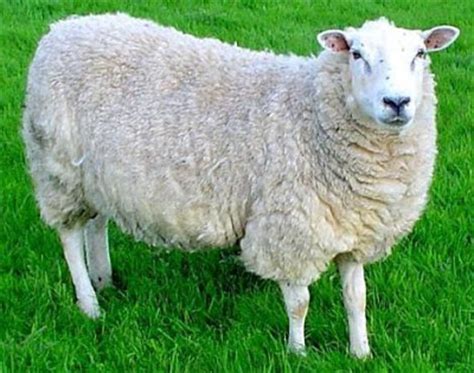 Animals Unique: Sheep