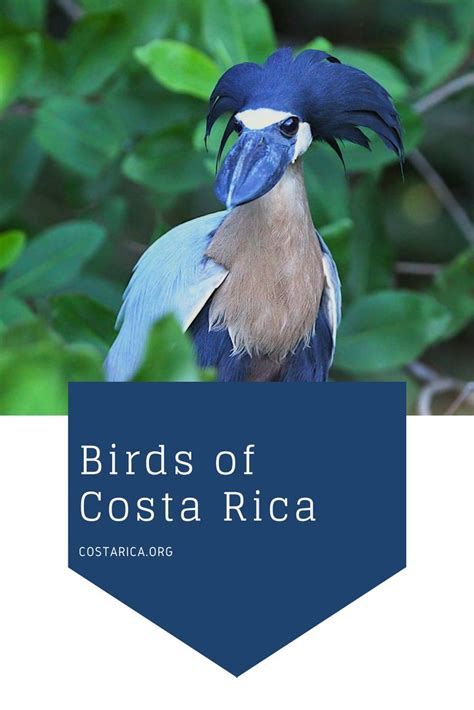 Pin On Birdwatching Republic Costa Rica