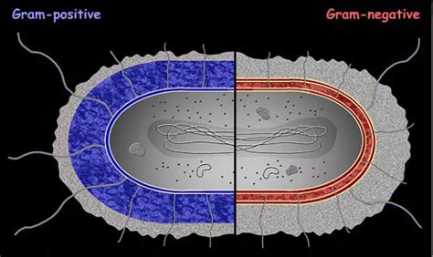 Gram Negative Vs Gram Positive Bacteria Cell Model Diagram Quizlet