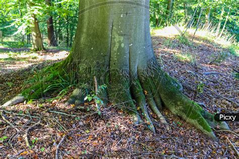 Image Of An Old Tree Trunk In A European Forest Landscape Environment