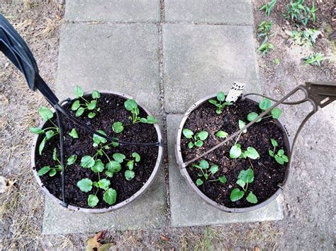 Growing Pansies From Seed | Pansies, Pansies flowers, Seeds